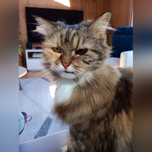 Meet your Posher, Natalie 🐶🐱❤️🐾 - Picture 11 of 12